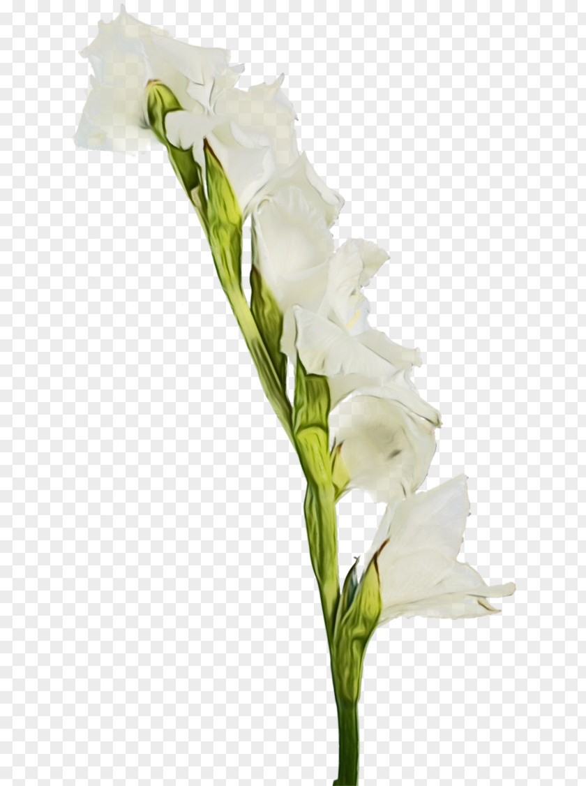 Iris Family Bouquet Flower Flowering Plant White Cut Flowers PNG
