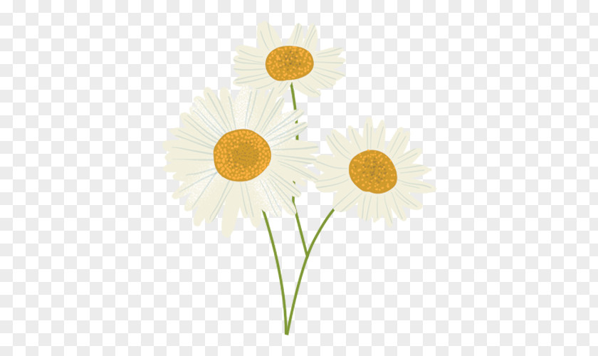 Camomille Oxeye Daisy Sunflower M Petal PNG