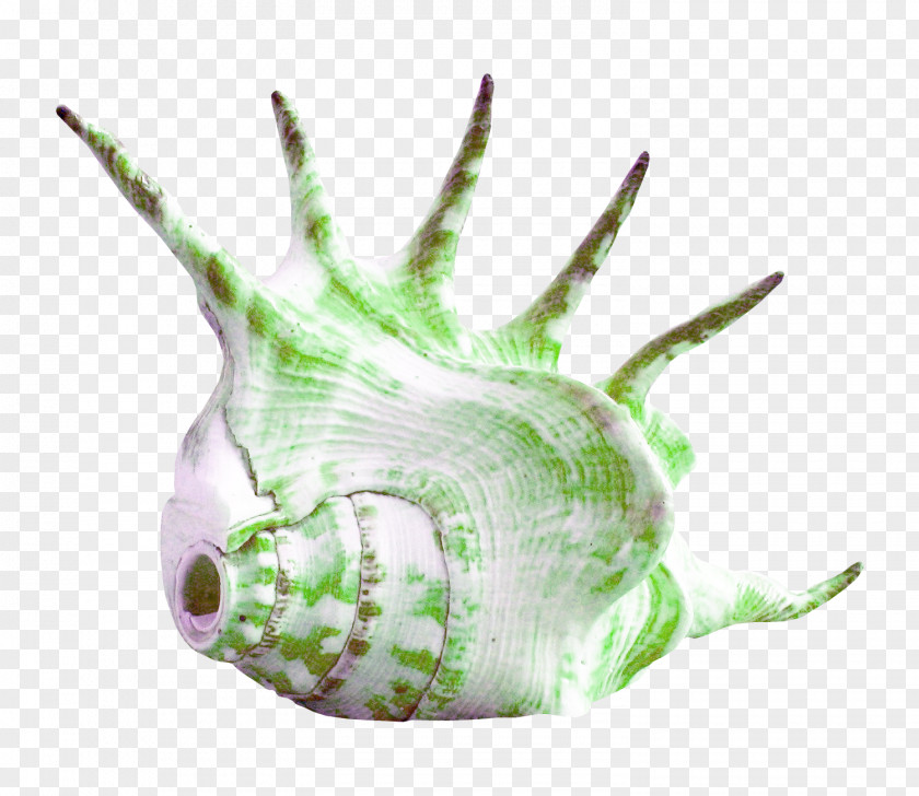 Conch Seashell PNG