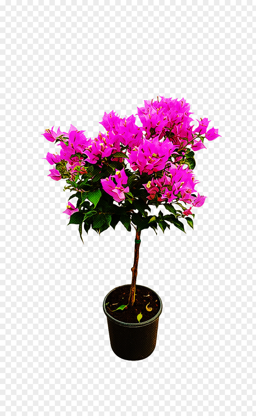 Flower Plant Flowerpot Bougainvillea Shrub PNG