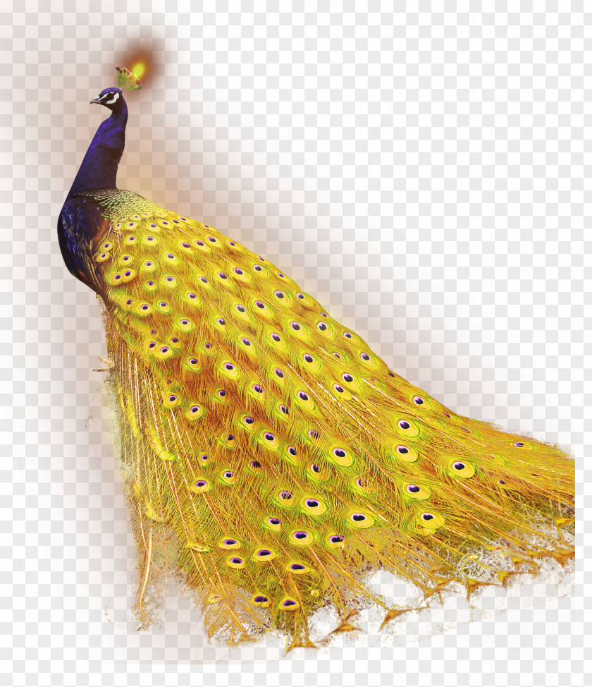 Golden Peacock Download Peafowl PNG