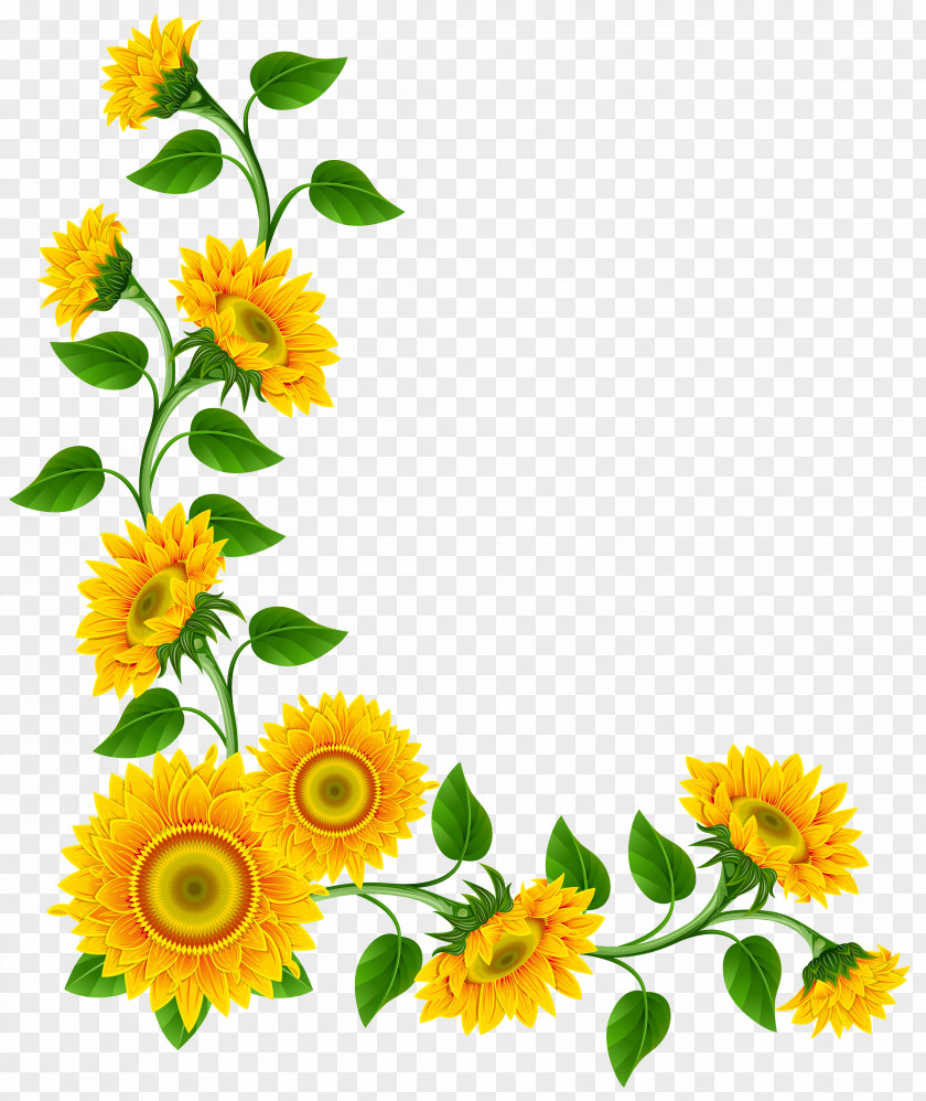 Sunflower Border Cliparts Free Content Clip Art PNG