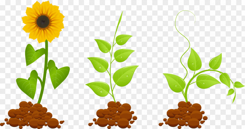 Vector Sunflowers Growing Plant Euclidean Clip Art PNG