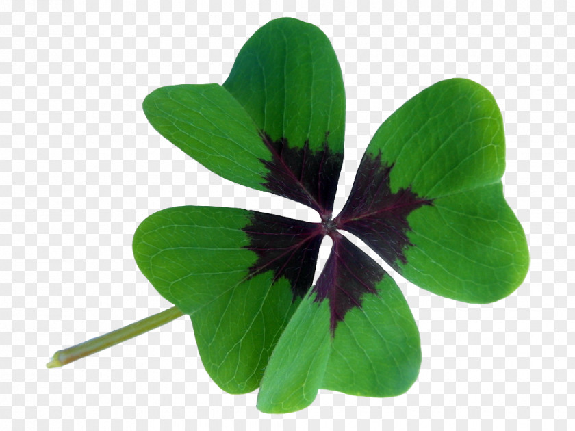 Xinyuan Clover Oxalis Acetosella Red Four-leaf Luck Shamrock PNG