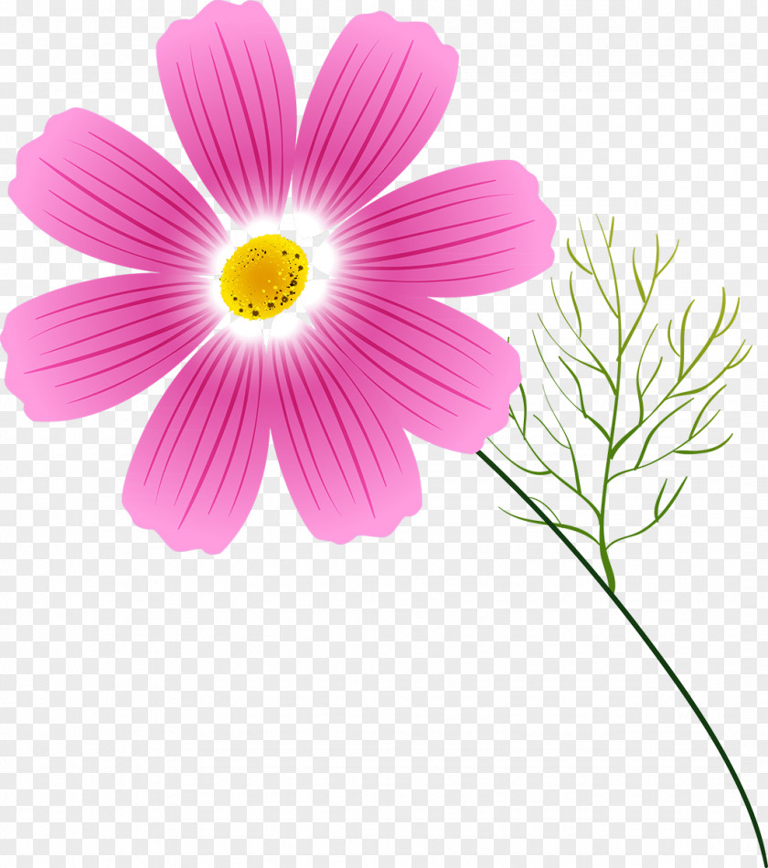 Cosmos Flower Annual Plant Clip Art PNG