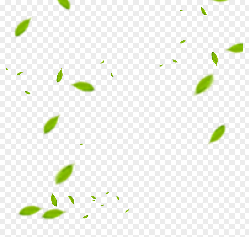 Fly Leaf Material Euclidean Vector Download PNG