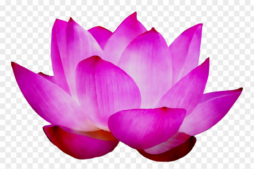 Sacred Lotus Purple PNG