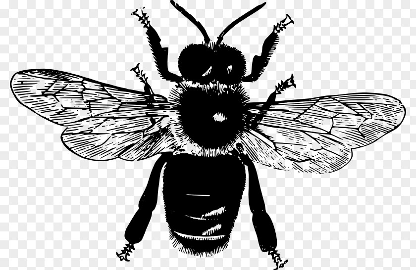 Flying Bee Honey Insect Clip Art PNG