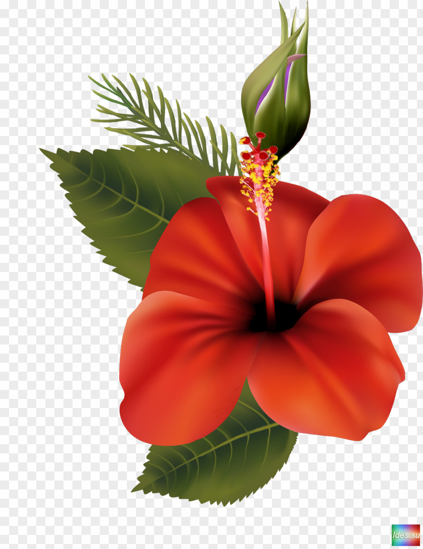 Tropical Flower Shoeblackplant Mallows Clip Art PNG