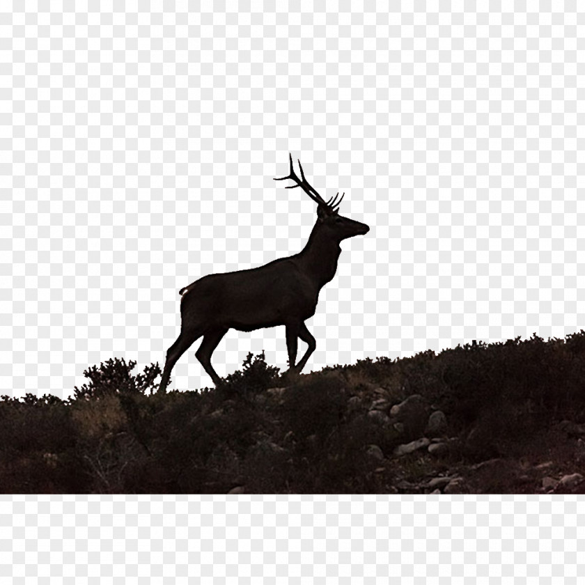 Deer Quest Elk Reindeer PNG