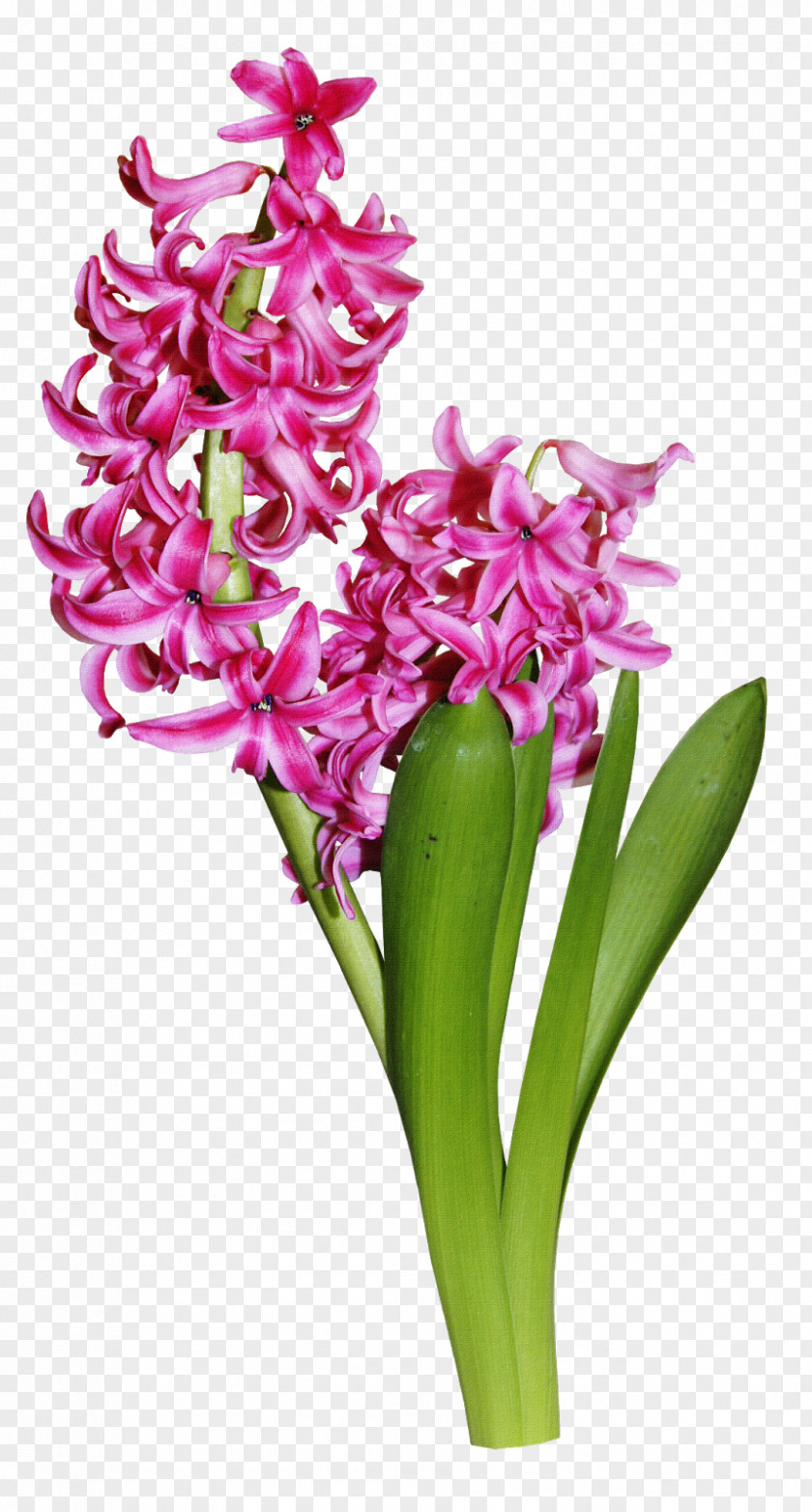 Flower Hyacinth Clip Art PNG