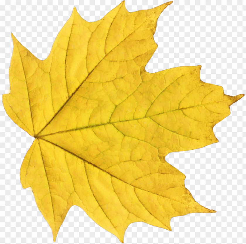 Leaf Maple Clip Art PNG