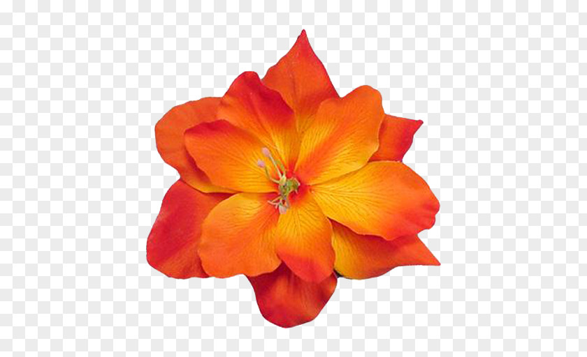 Orange Cut Flowers Petal Common Daisy PNG