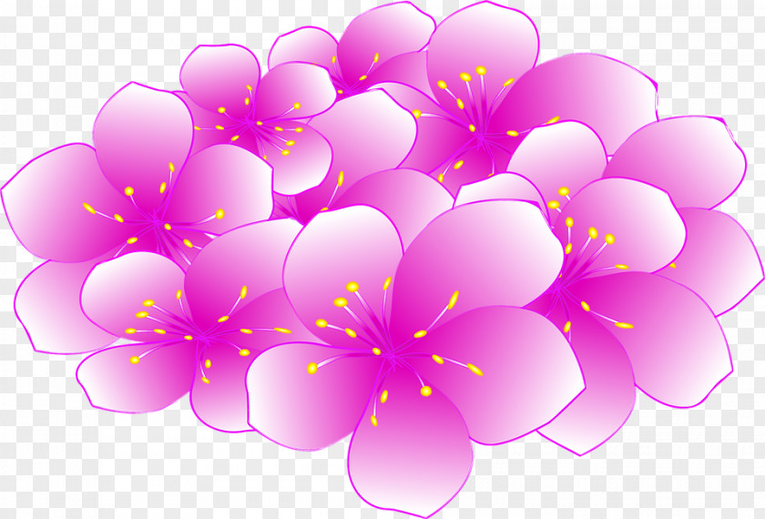 Sakura Cherry Blossom Clip Art PNG