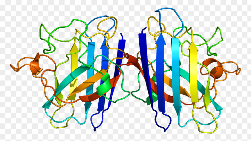 SOD1 TARDBP Amyotrophic Lateral Sclerosis Protein Superoxide Dismutase PNG