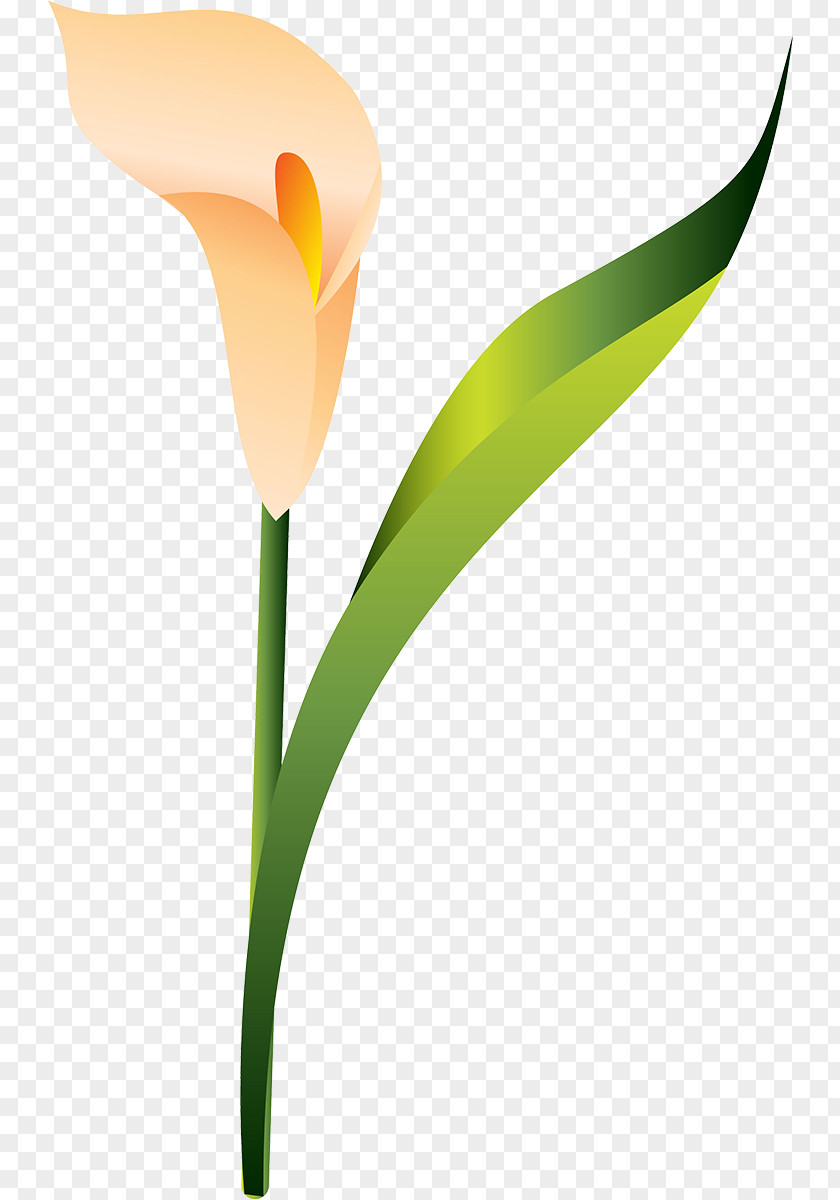Tulip Plant Stem PNG