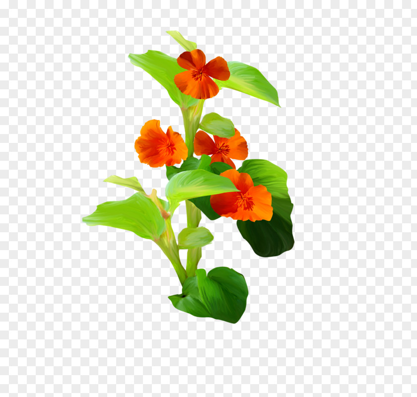 A Plant Flower Euclidean Vector PNG