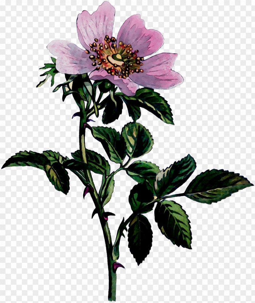 Dog-rose Cabbage Rose Anemone Plant Stem Plants PNG