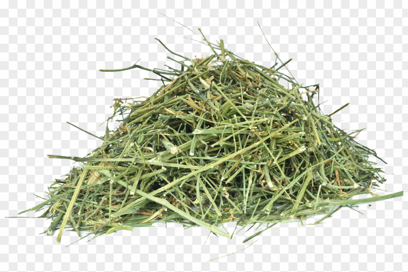 Dry Parsley Herb Green Chiretta Ayurveda Swertia Coneflower PNG