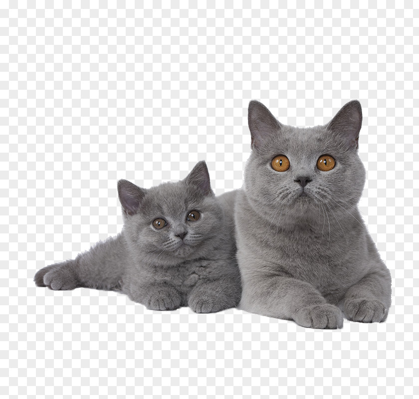 Kitten British Shorthair Exotic Siamese Cat Chartreux PNG