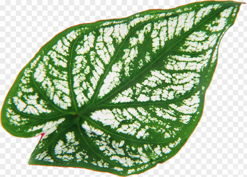 Leaf Heart Of Jesus Plant Vascular Bundle PNG