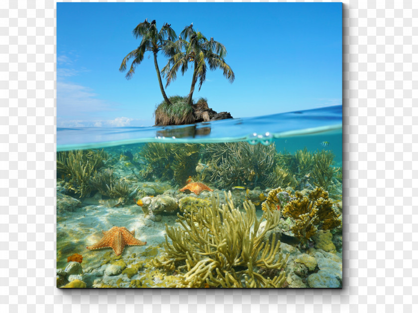 Sea Underwater Caribbean Coral Reef PNG