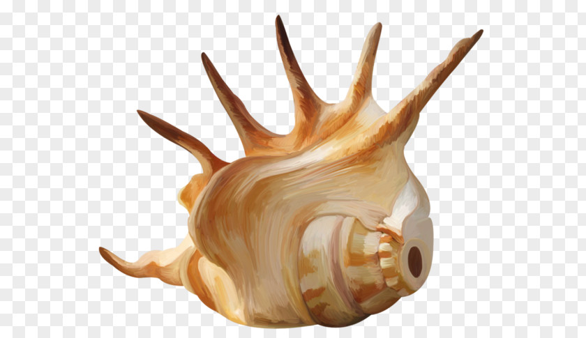 A Conch Seashell Mollusc Shell Wallpaper PNG