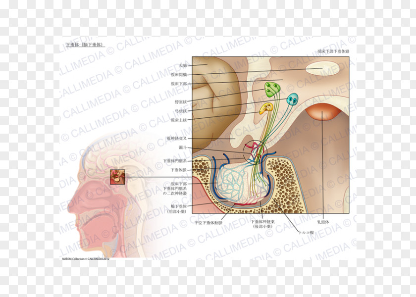 Brain Pituitary Gland Anatomy Endocrine Infundibulum Of Uterine Tube PNG