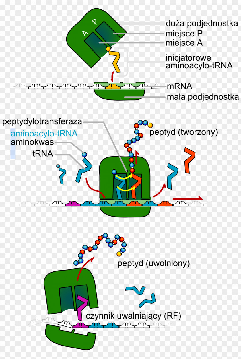 Cell Division Transfer RNA Translation Protein Biosynthesis DNA PNG