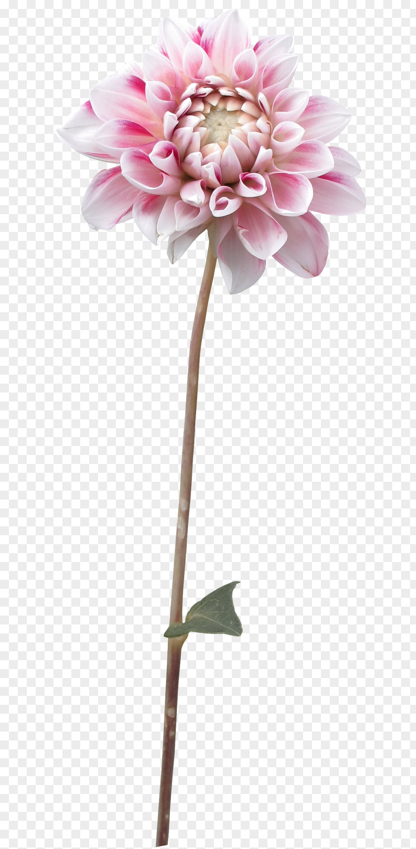 Dahlia Flower Plant Clip Art PNG
