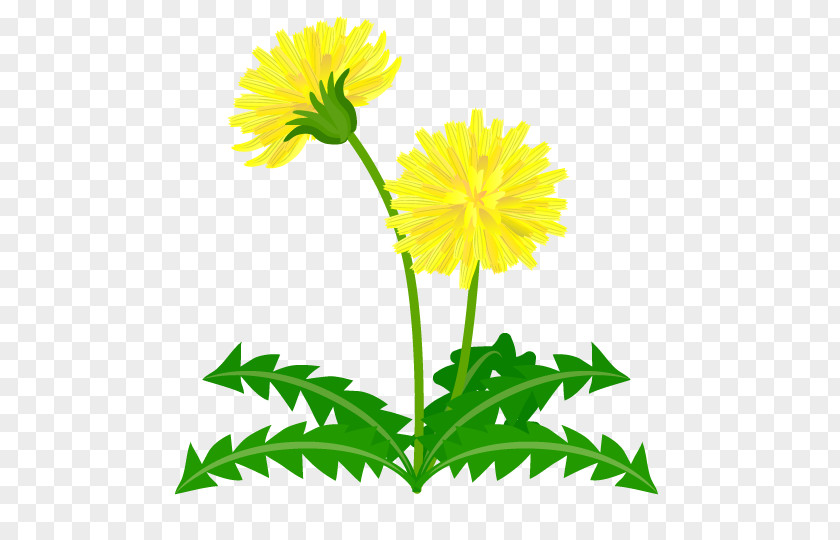 Dandelion Common Clip Art PNG