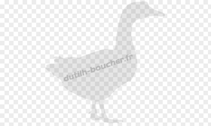 Duck Goose Fowl Fauna Feather PNG