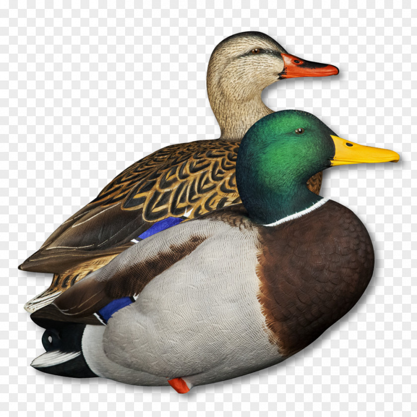 Duck Mallard Seaducks Decoy Hunting PNG