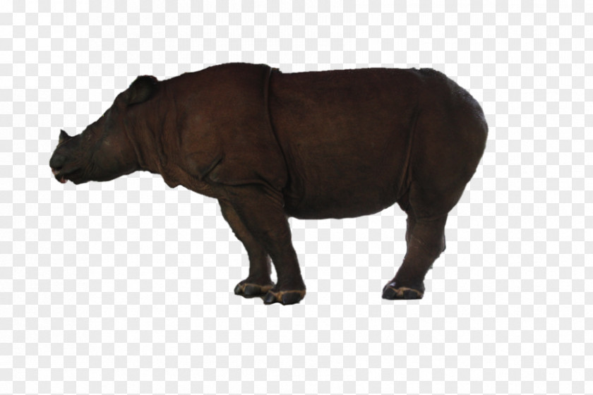 Rhinoceros Cattle Horn Mammal Terrestrial Animal PNG