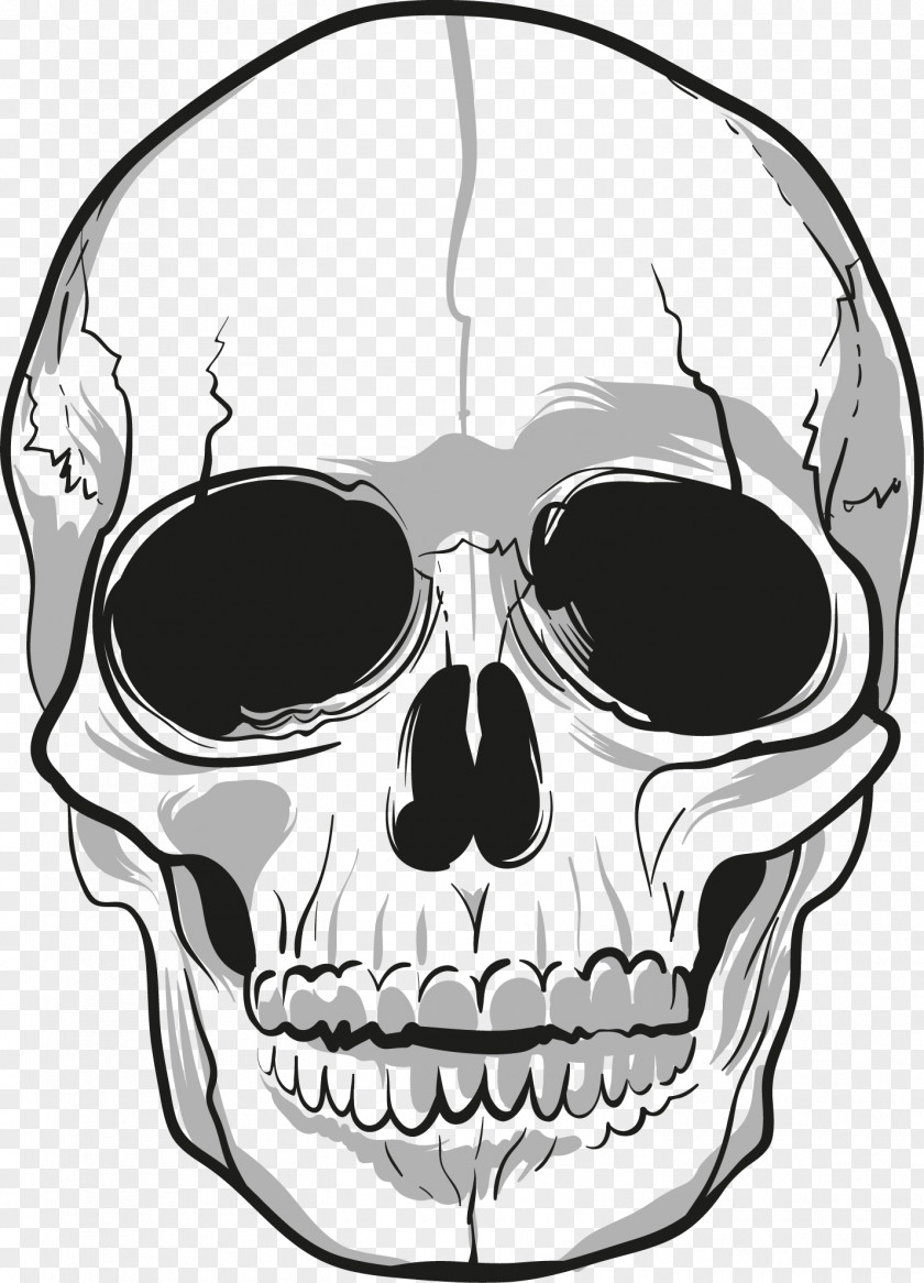 Skull Drawing Cologne, Germany Bone PNG