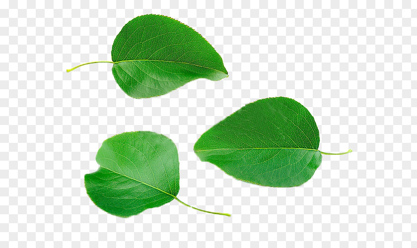 The Leaves Of Pear Asian Leaf Computer File PNG