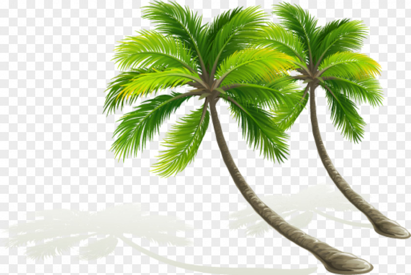 Xi Arecaceae Tree Coconut PNG