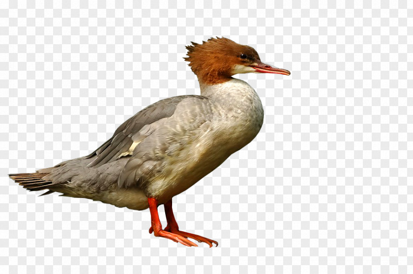 Duck Mergus 1, 2, 3 AMERIKA .pl PNG