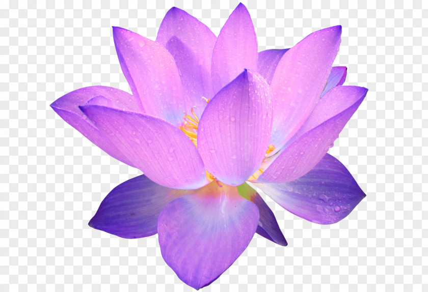 Lavender Crocus PNG