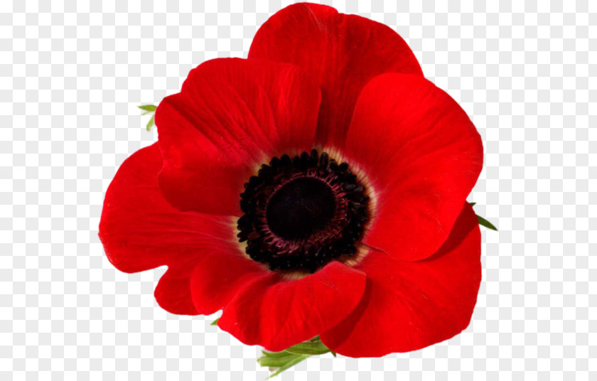 Poppy Clip Art Remembrance Lest We Forget In Flanders Fields Common PNG
