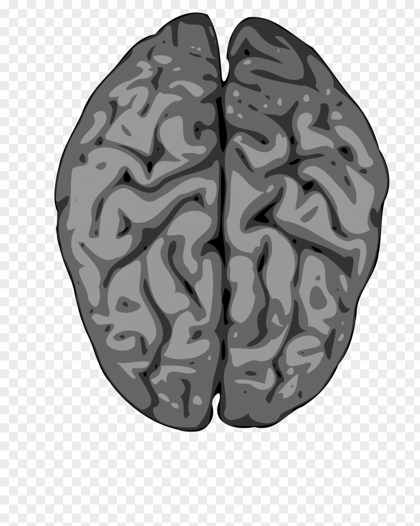Artificial Clipart Human Brain Clip Art PNG