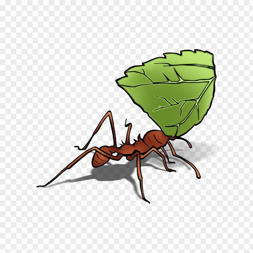 Leaf Cutter Ants Digiwave ANT7288 Leafcutter Ant Insect Queen PNG