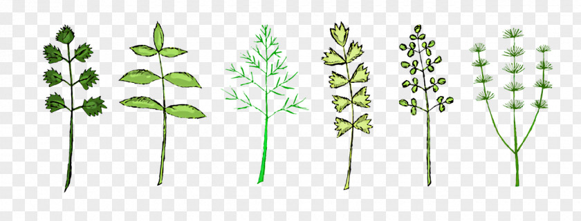 Leaf Plant Stem Grasses Flora Tree PNG