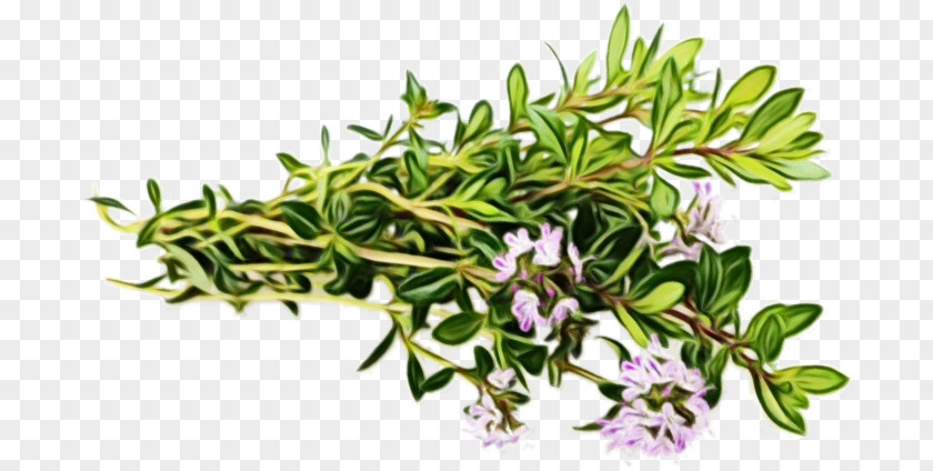 Shrub Breckland Thyme Rosemary PNG