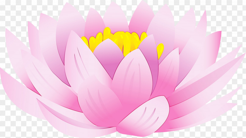 Lotus Plant PNG