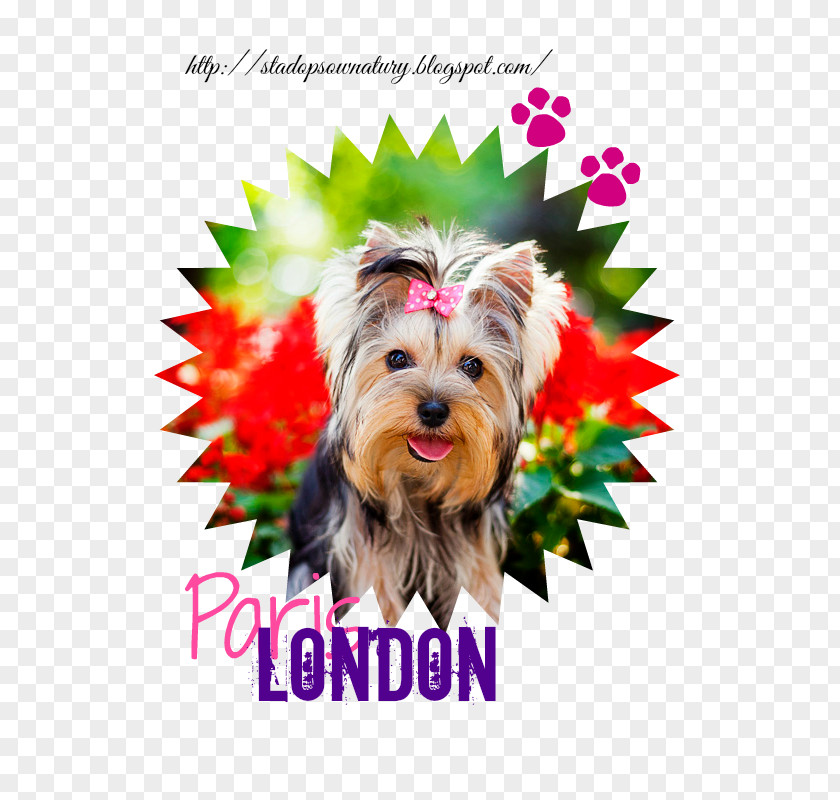 Paris London Yorkshire Terrier Puppy Morkie Dog Breed Universidad Jose.c.paz PNG
