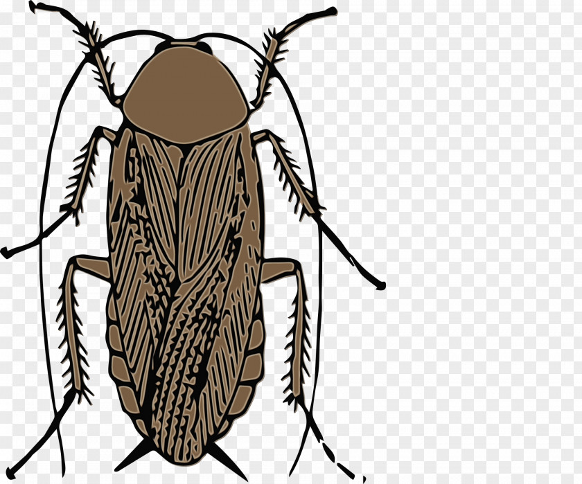 Tachinidae Blowflies Cockroach Cartoon PNG