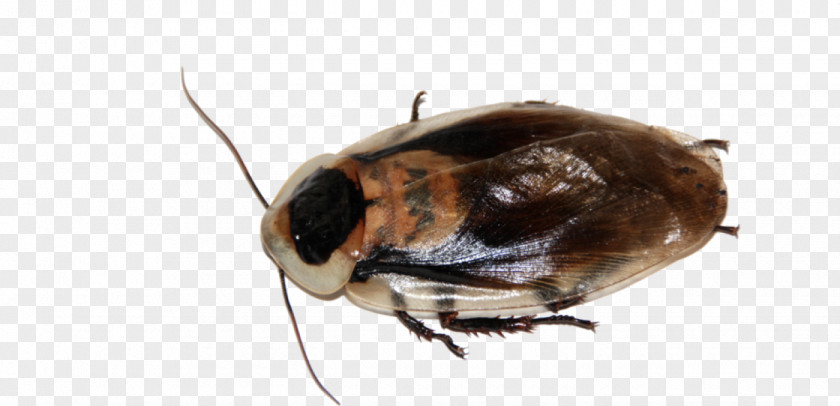 Cockroach American Beetle German Pest PNG