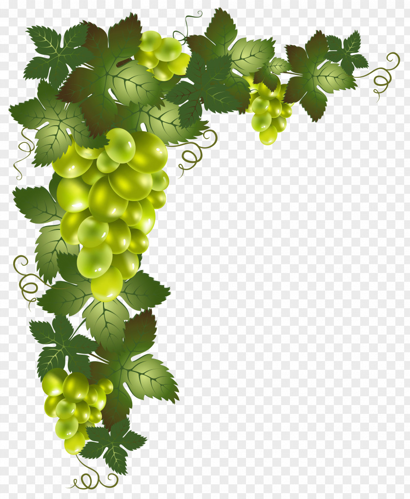 Grape Grapevines Clip Art PNG