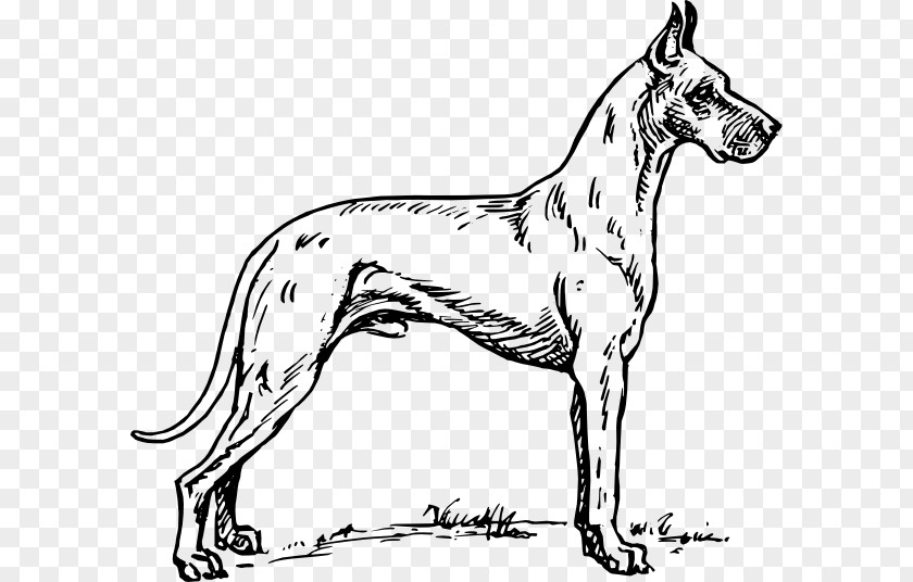 Great Vector Dane Puppy Coloring Book Clip Art PNG